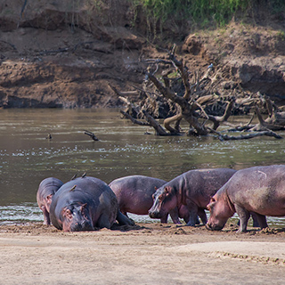 South Luangwa - Hippos